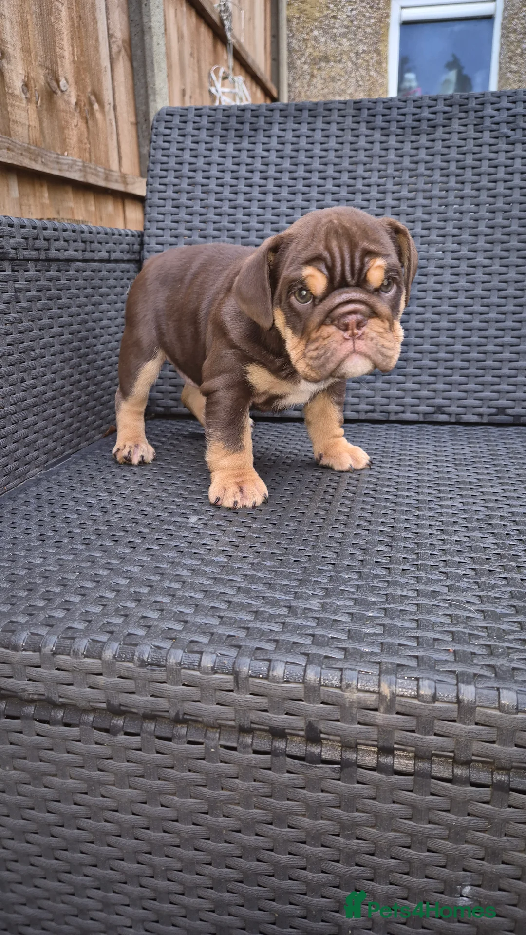 English Bulldog dogs for sale: Beautiful Chunky English Bulldog Pups - Advert 13