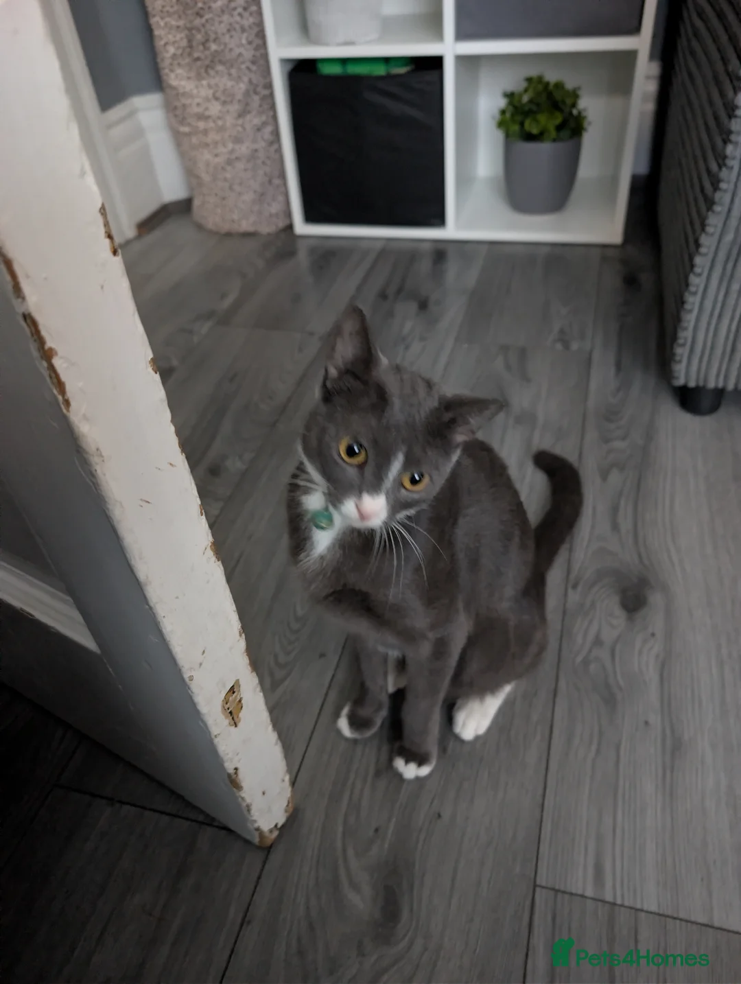 Mixed Breed cats for sale: Kittens available  in Birkenhead - Advert 2