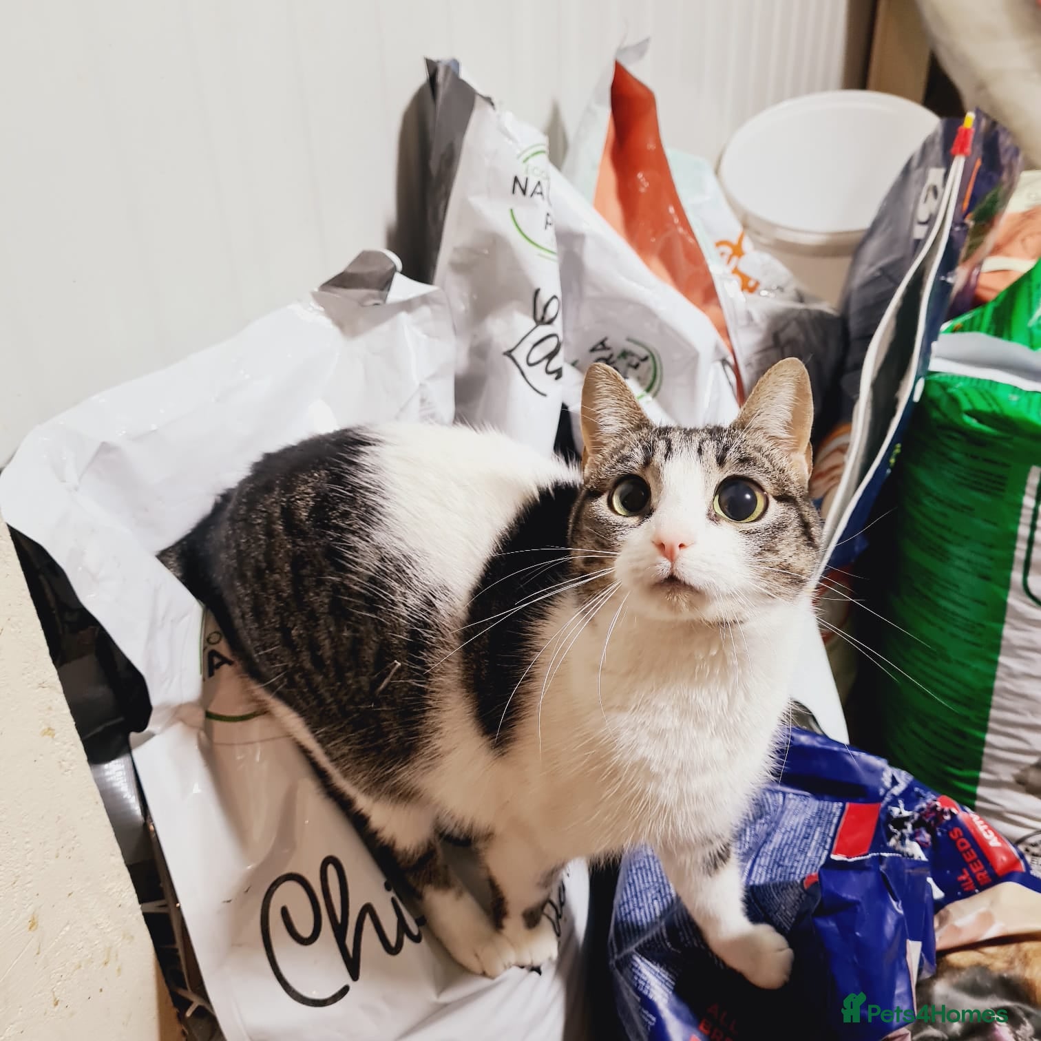 Mixed Breed cats 🐾MALINA, a superb young girl, for a Loving Home🐾 - Advert 2