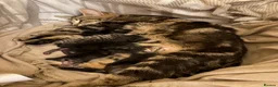 Mixed Breed cats for sale: Mixed litter of tabby cross kittens  in Bristol - Advert 2