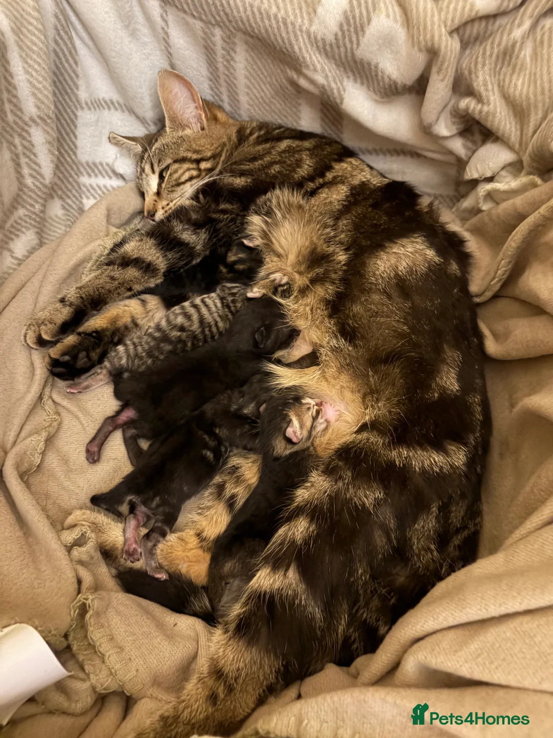 Mixed Breed cats for sale: Mixed litter of tabby cross kittens  in Bristol - Advert 2
