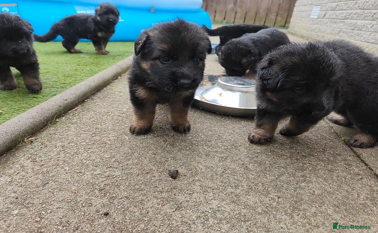 German Shepherd dogs - Advert 4