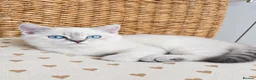 British Shorthair cats for sale: Beautiful Colourpointed Kittens - Advert 3