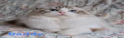 Ragdoll cats for sale: 💠🐈 TICA REG 🌟 EUROPEAN RAGDOLL KITTENS 🐈💠 - Advert 16