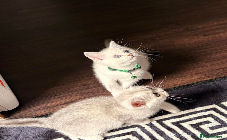 British Shorthair cats - Advert 7