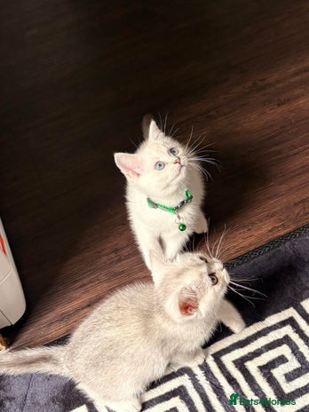 British Shorthair cats - Advert 1
