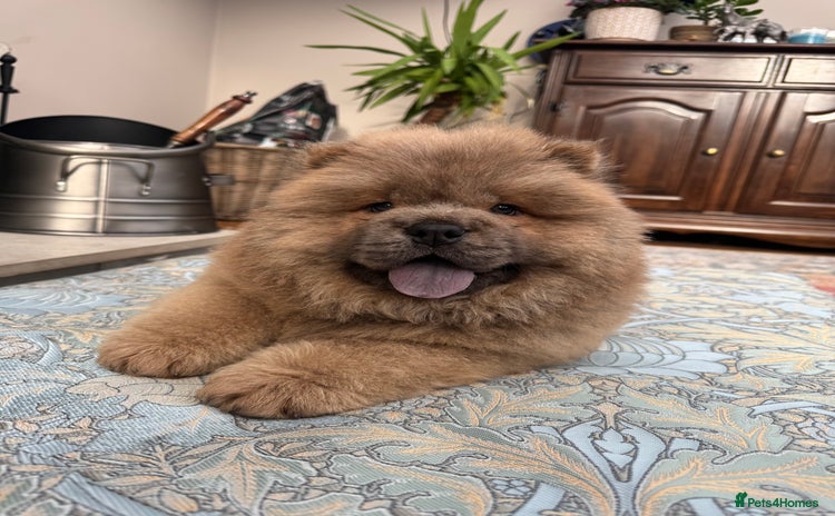Chow Chow dogs - Advert 16