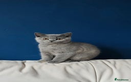 British Shorthair cats for sale: British Shorthair female - Image 1