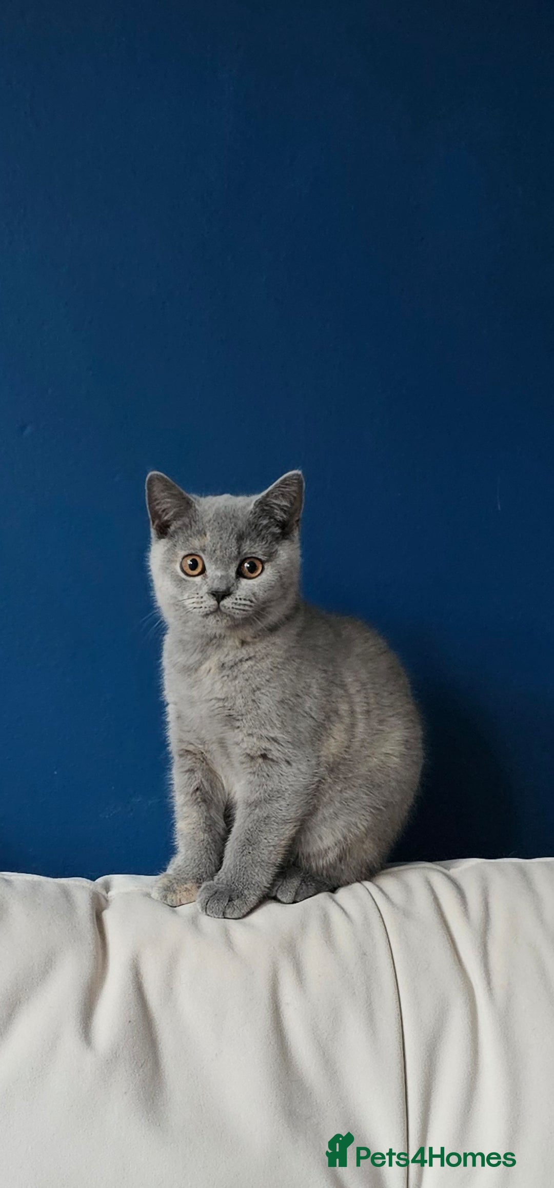 British Shorthair cats for sale: British Shorthair female - Image 1