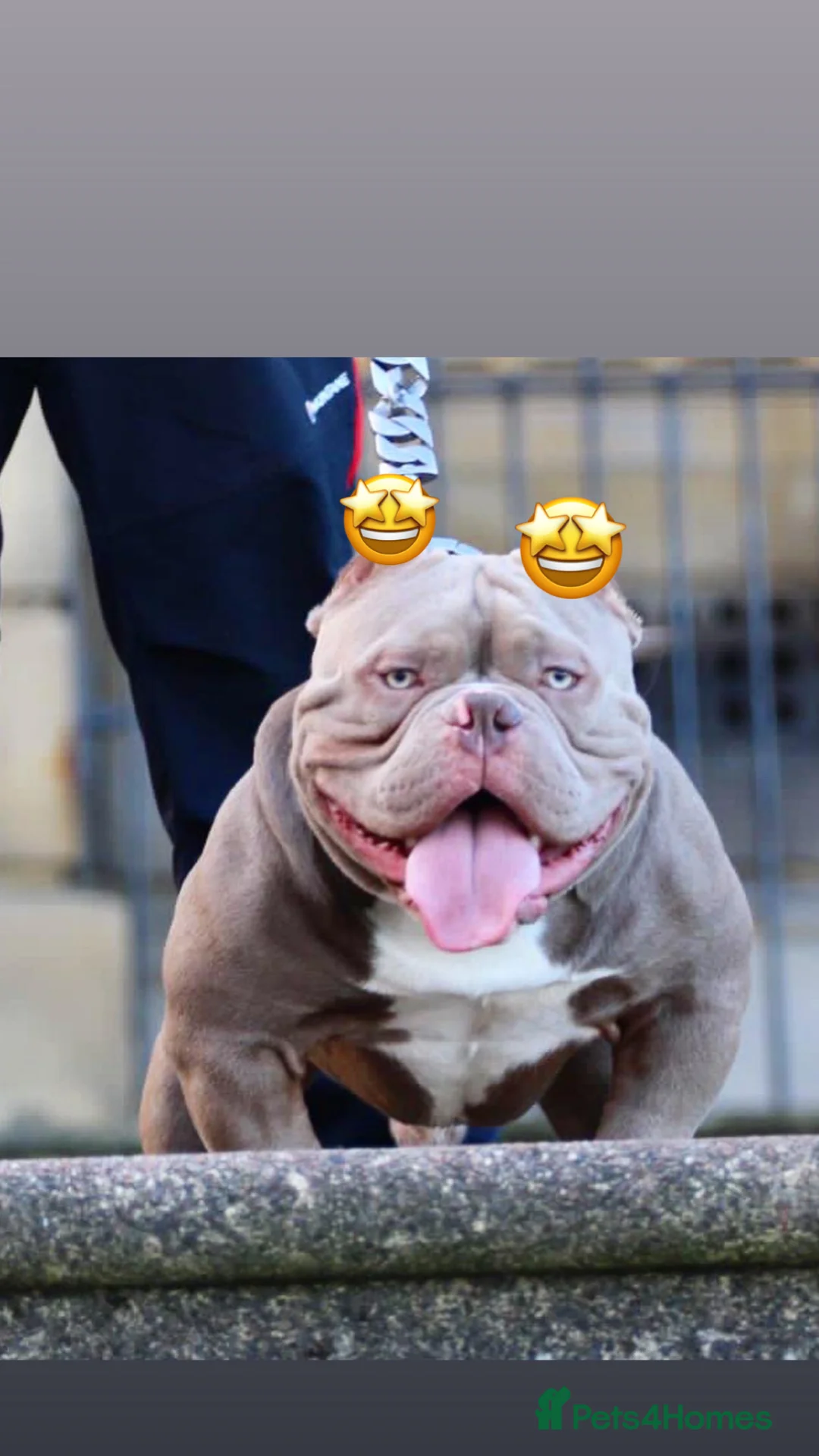 American Bully dogs for stud: Micro exotic open for stud  in Wirral - Advert 2