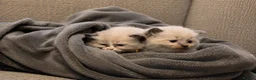 Ragdoll cats for sale: Blue Point Ragdolls | Celestial Litter - Advert 3