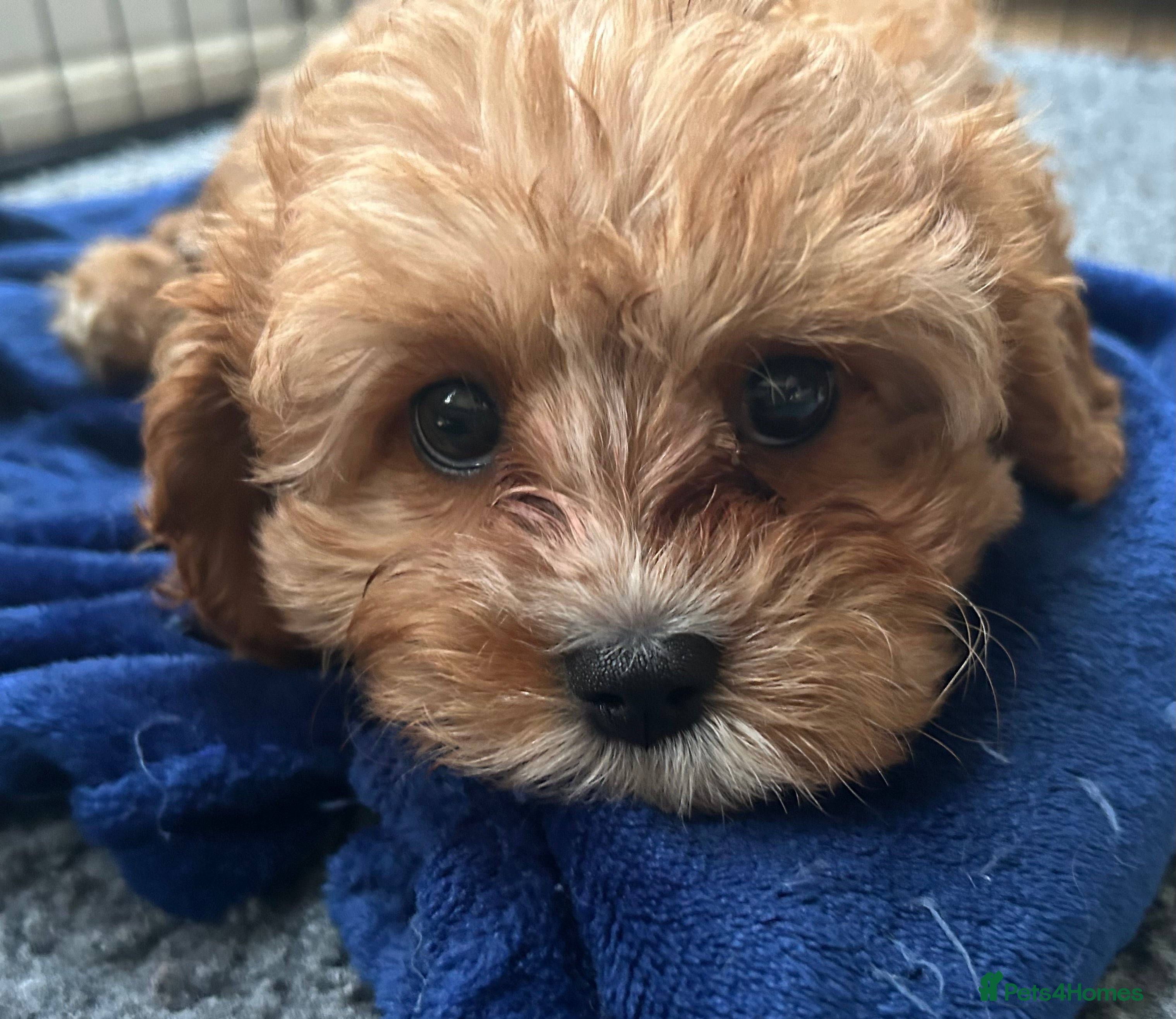 Cavapoo dogs  282 HEALTH TESTS ALL CLEAR WITH CERTIFICATES  - Advert 13