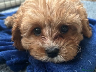 Cavapoo dogs 282 HEALTH TESTS ALL CLEAR WITH CERTIFICATES - Advert 14