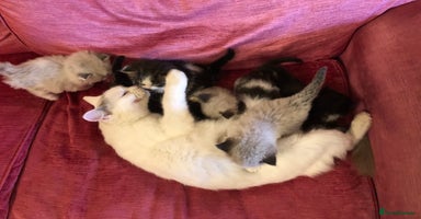 Mixed Breed cats - Advert 11