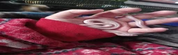 Corn Snake reptiles for sale: Snow tessere corn snake  - Advert 1