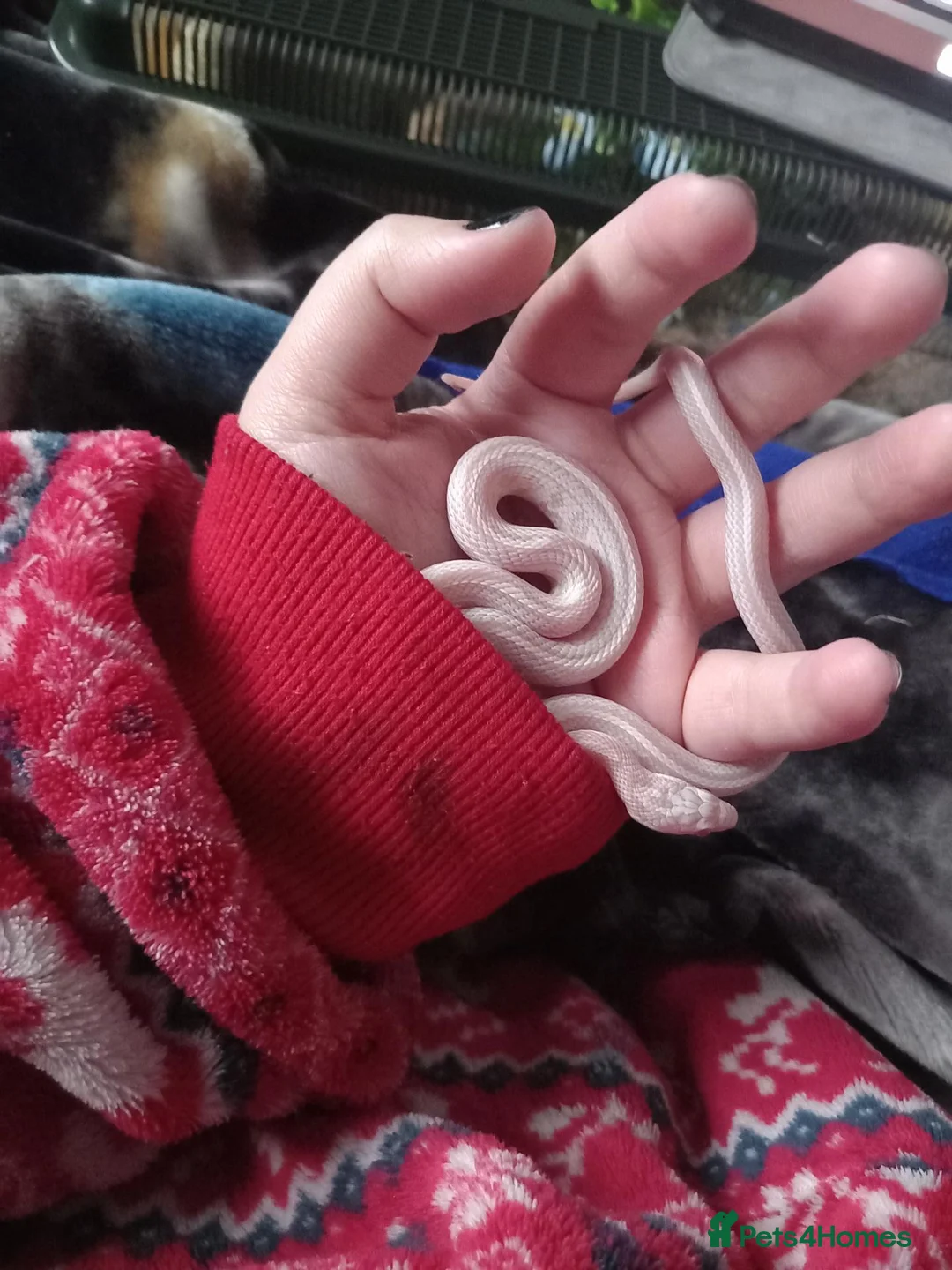 Corn Snake reptiles for sale: Snow tessere corn snake  - Advert 1