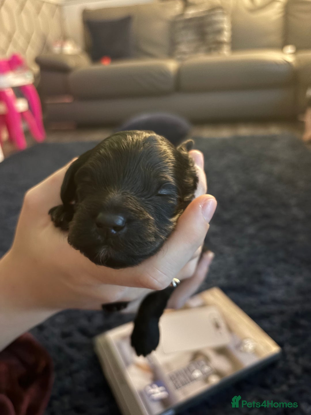 Shihpoo dogs for sale: ✨ Gorgeous Shihpoo Puppies – Ready 31st January ✨ - Advert 15