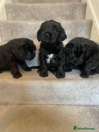 Mixed Breed dogs - Advert 3