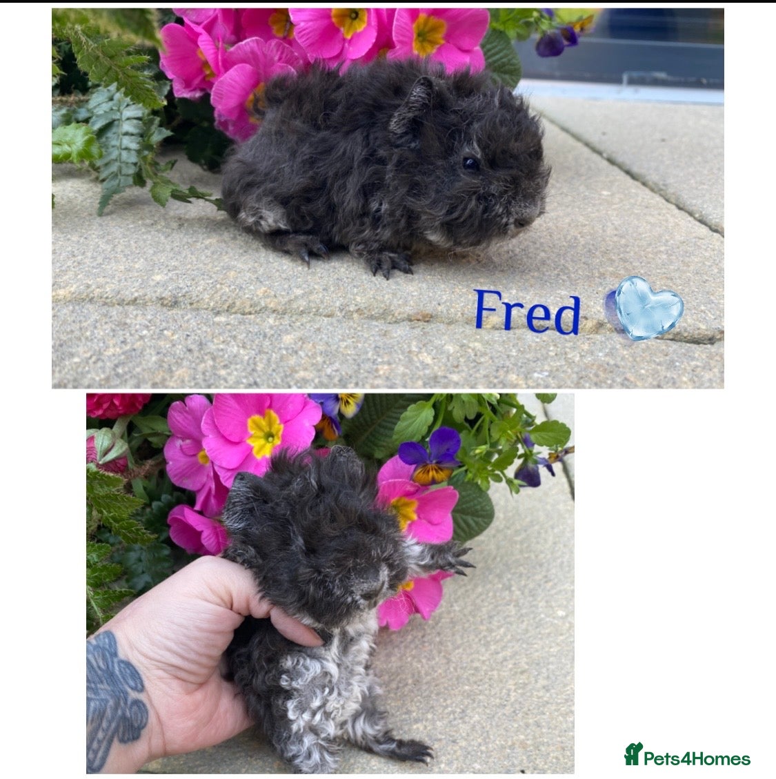 Guinea Pig rodents Pedigree Lunkarya Guinea pigs  - Advert 1