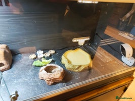 Leopard Gecko reptiles - Advert 2