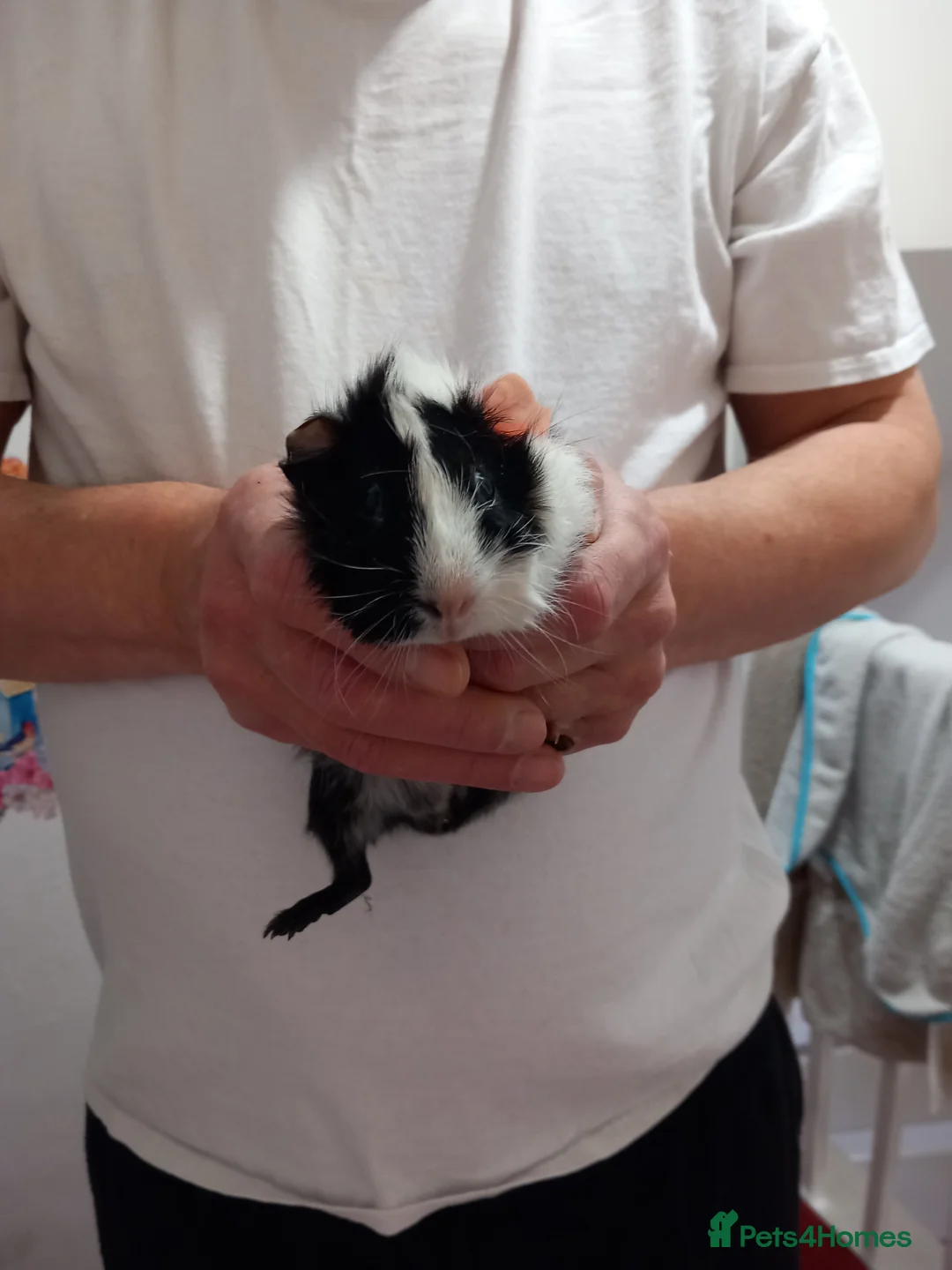 Guinea Pig rodents for sale: Baby guinea pigs - Advert 9