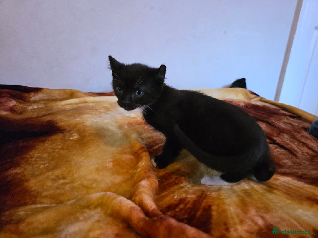 Mixed Breed cats for sale: Adorable Male Kitten – Sphynx x Devon Rex Cross - Advert 8