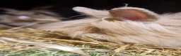 Lionhead rabbits for sale: Purebred double maned super fluffy lionhead girls - Advert 14