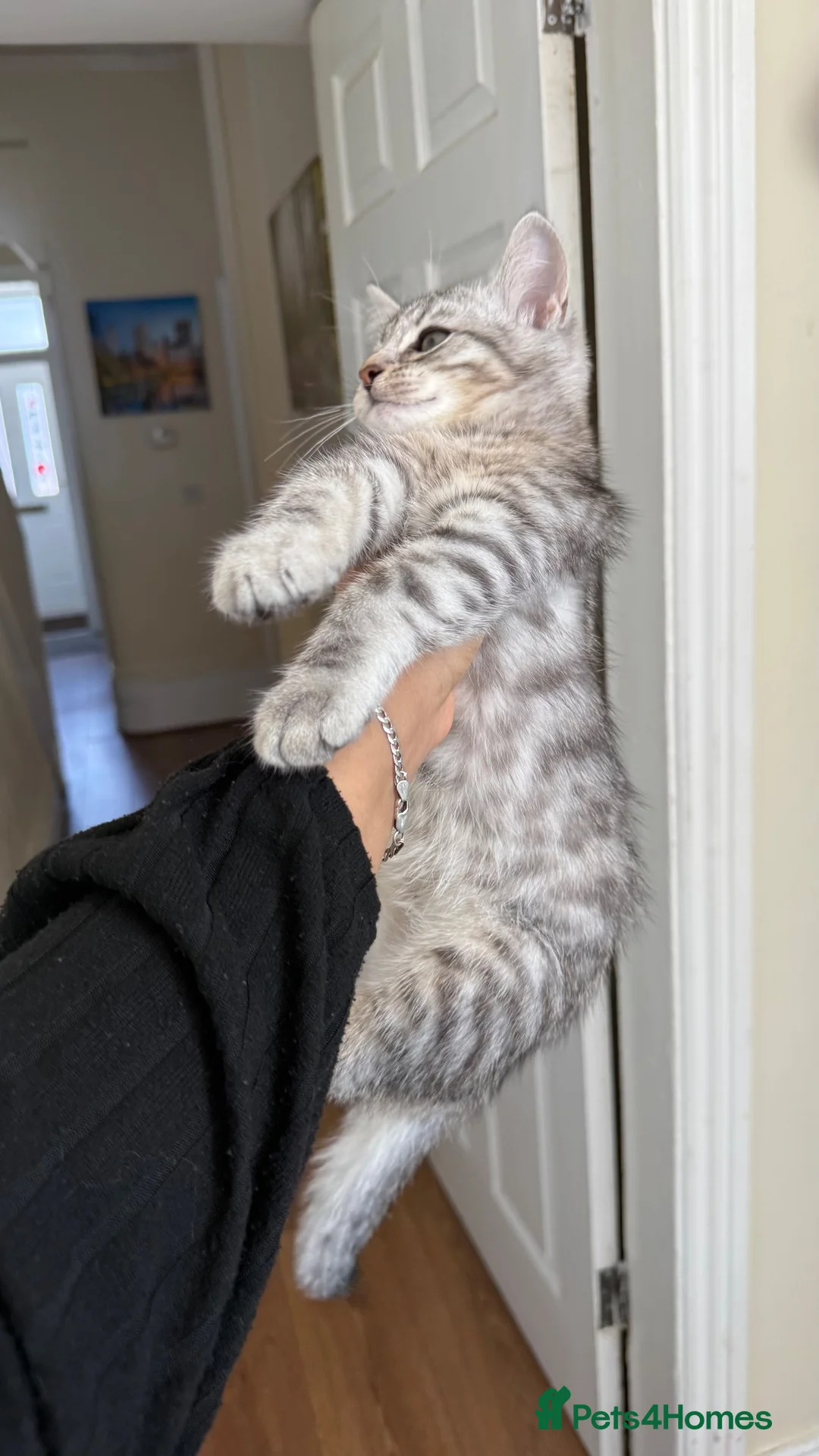 Mixed Breed cats for sale: Kitten for sale - Advert 2