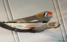 Finches birds for sale: Zebra finch - Image 5