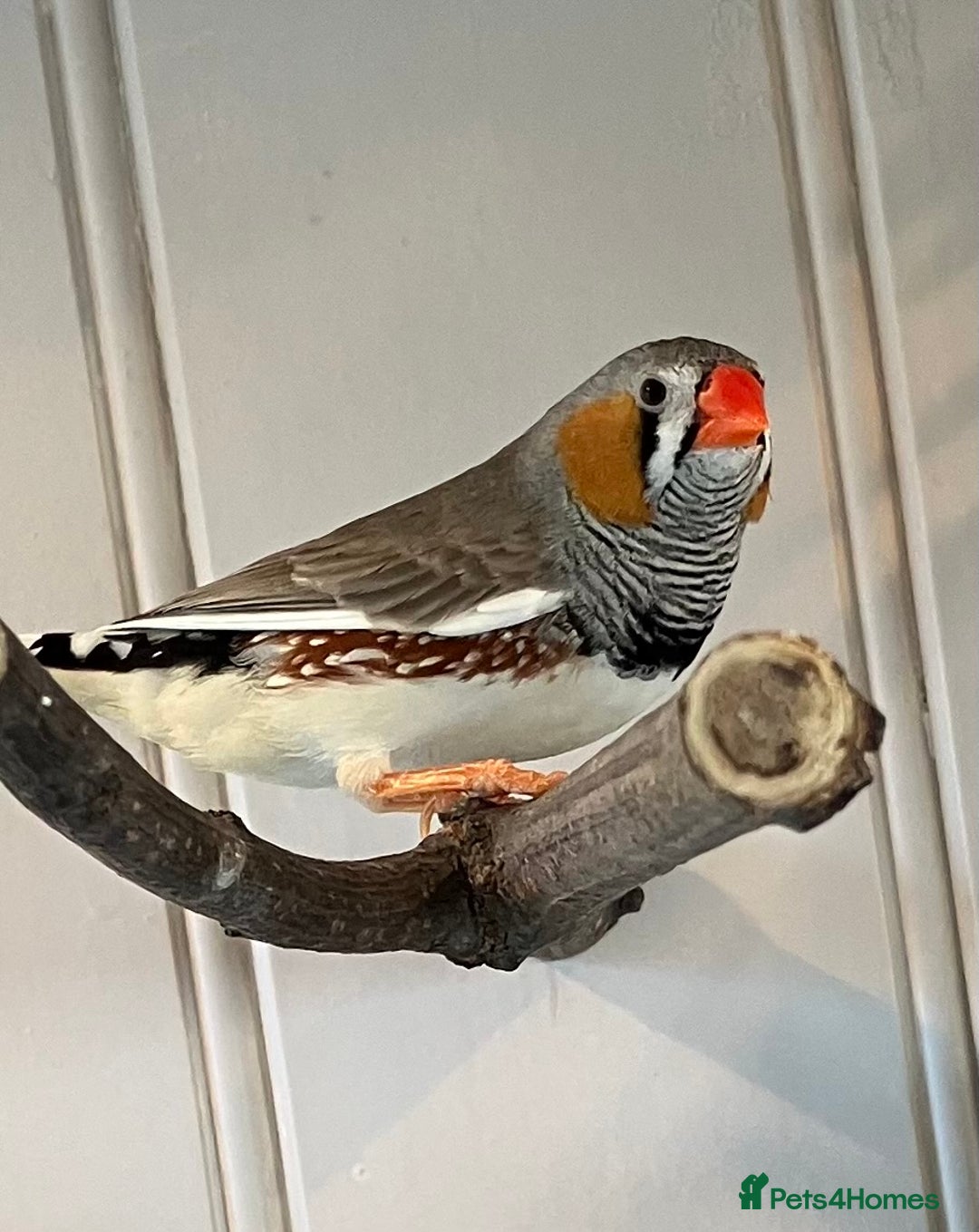 Finches birds for sale: Zebra finch - Image 5