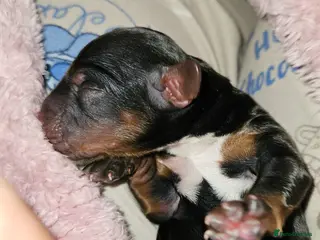 Cockapoo dogs Licensed breeder Show cockapoo litter! BOYS ONLY - Advert 2