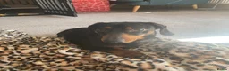 Dachshund dogs for sale: Miniature dachshund  - Advert 3