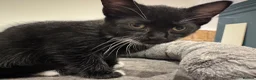 British Shorthair cats for sale: Adorable bland and grey kittens in Glasgow - Advert 12