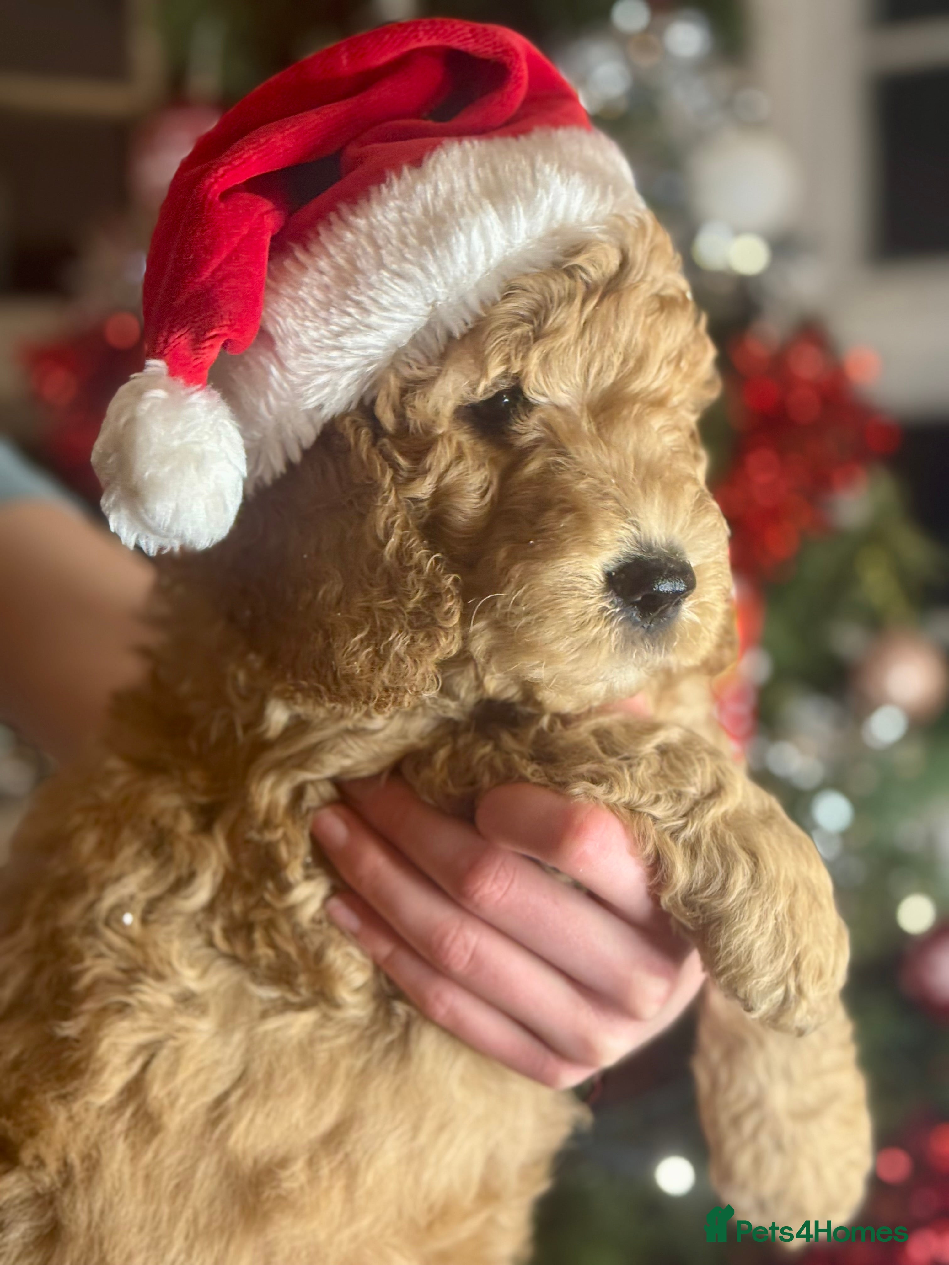 Mini Goldendoodle dogs Miniature Golden Doodle Puppies - Advert 18