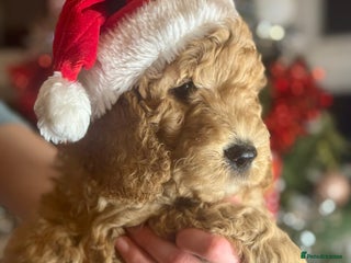 Mini Goldendoodle dogs Miniature Golden Doodle Puppies - Advert 4