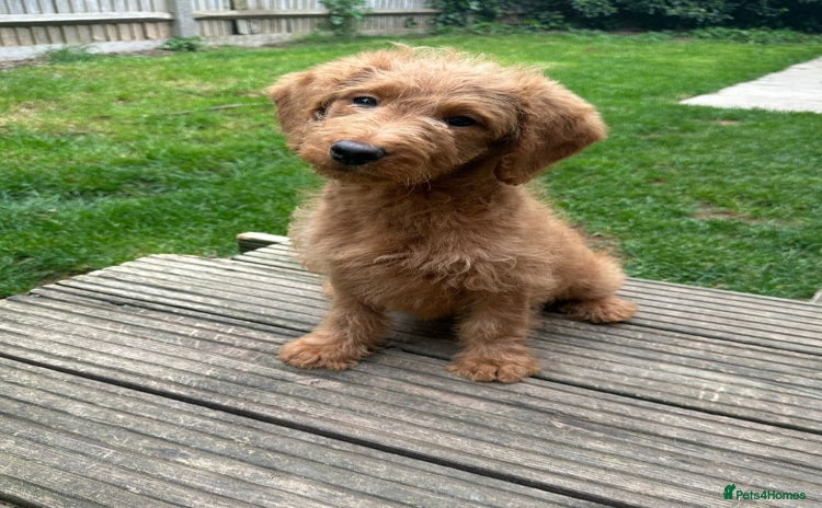 Labradoodle dogs in Greenhithe - Advert 1