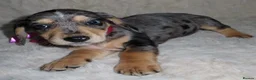 Dachshund dogs for sale: BEAUTIFUL DACHSHUND READY FOR FOREVER HOME!!! in Wolverhampton - Advert 37