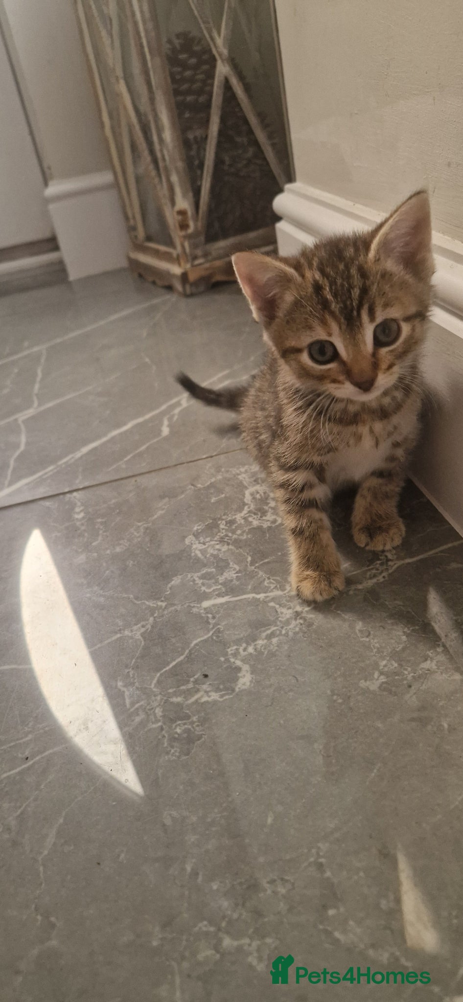 Domestic Shorthair cats for sale: Domestic Shorthair Kittens (3 males, 1 female) - Advert 11