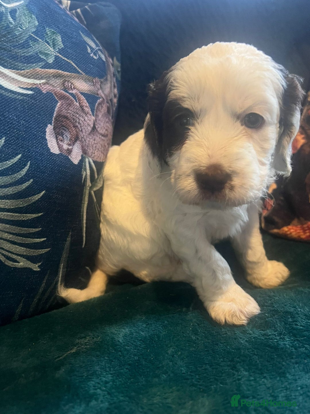 Clumber Spaniel dogs for sale: Clumber x puppies ready to leave 23/12/25 - Advert 9