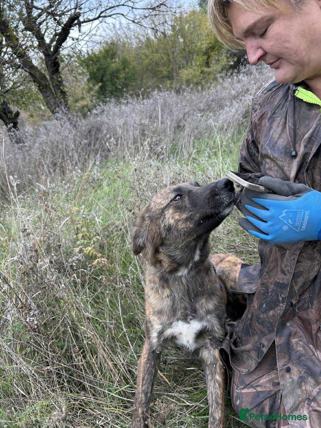 Mixed Breed dogs for adoption: Flora - Norwich Norfolk  - Advert 6