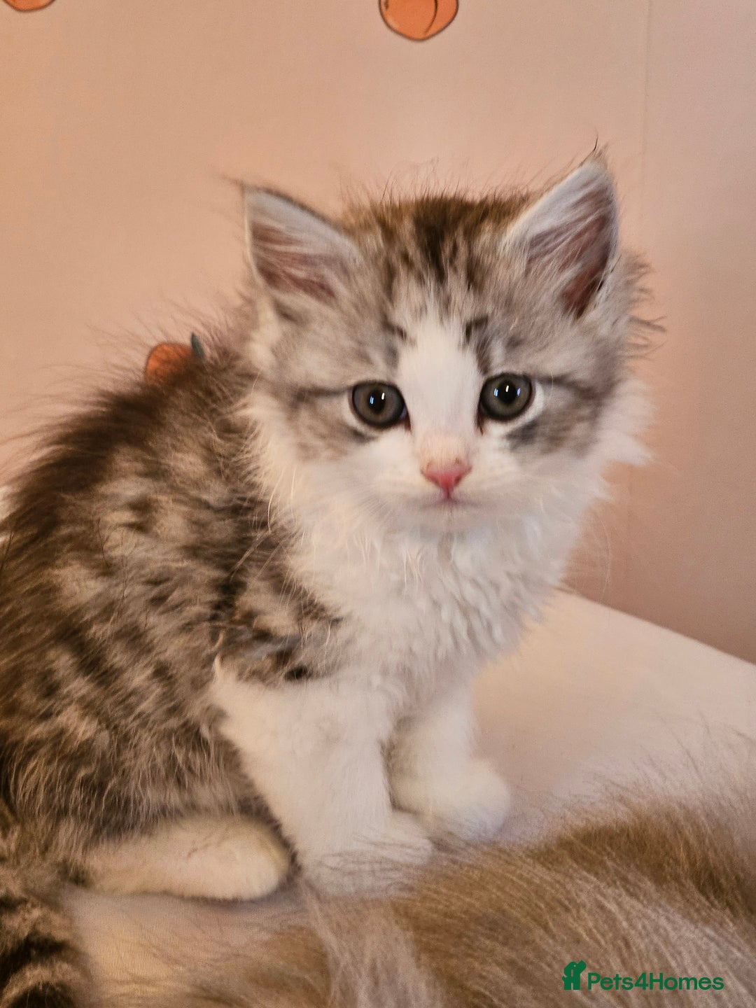 Mixed Breed cats for sale: Persian Chinchilla Cross Kittens - Image 21