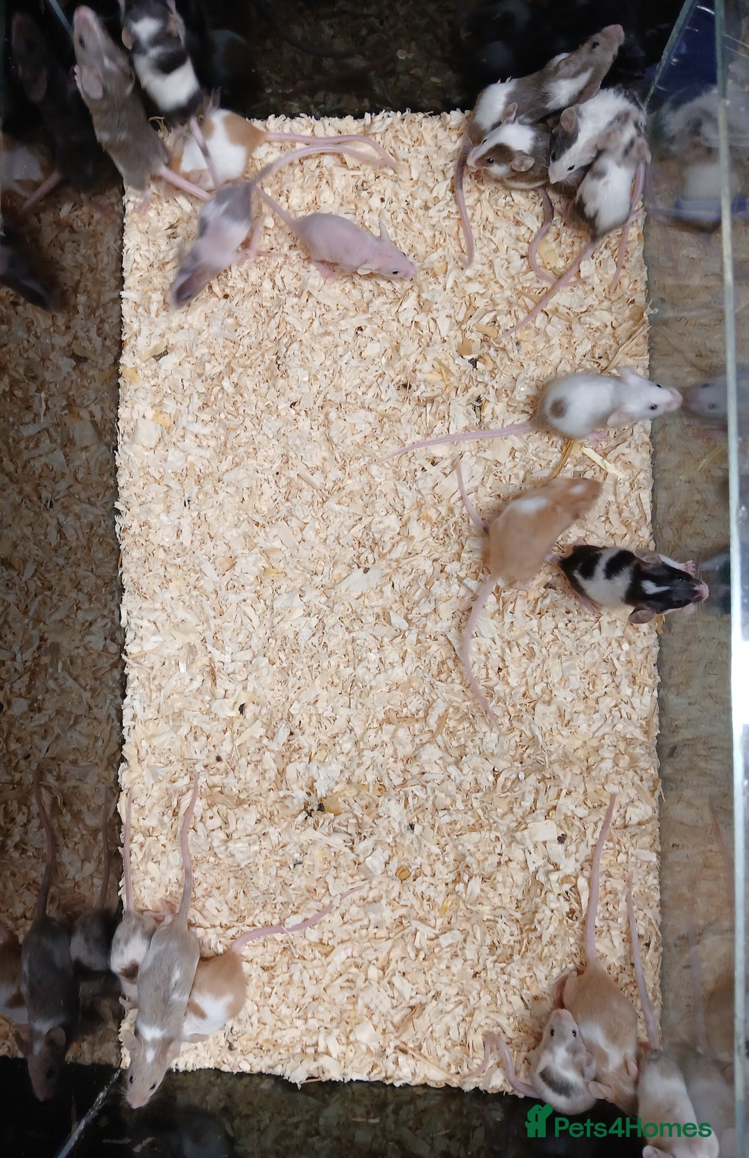 Mouse rodents for sale: Baby Fancy Pet Mice - Advert 9