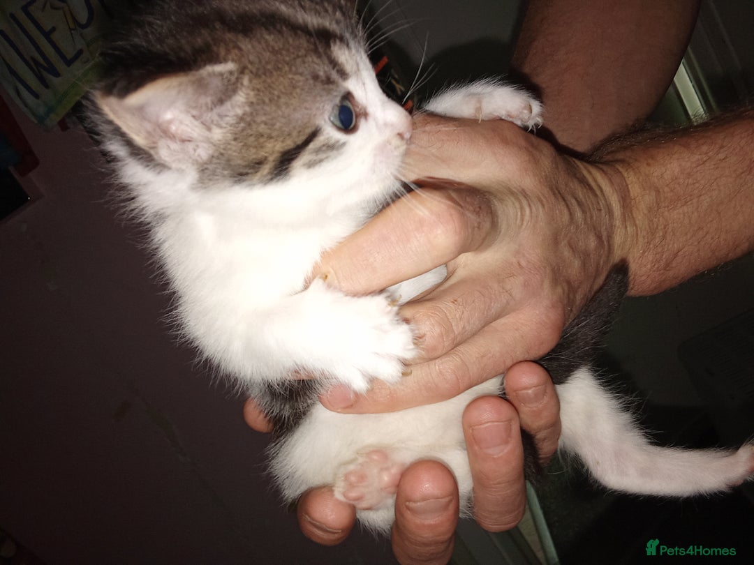 Mixed Breed cats for sale: Kittens for sale  - Image 32