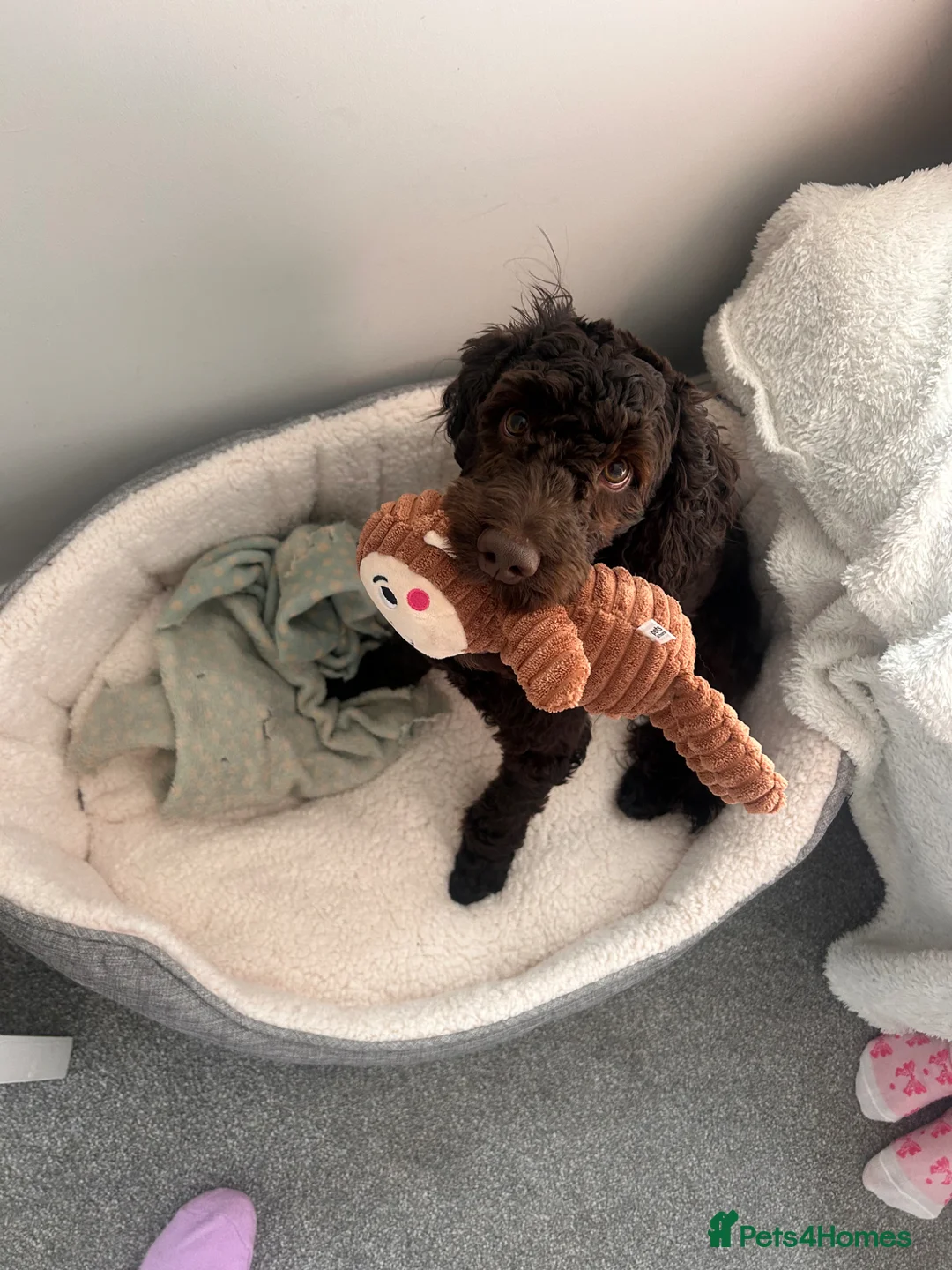 Cockapoo dogs for sale: 10 month old male cockapoo in Blyth - Advert 1