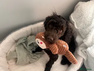 Cockapoo dogs 10 month old male cockapoo - Advert 1