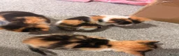 Mixed Breed cats for sale: 6 kittens for sale - Advert 2