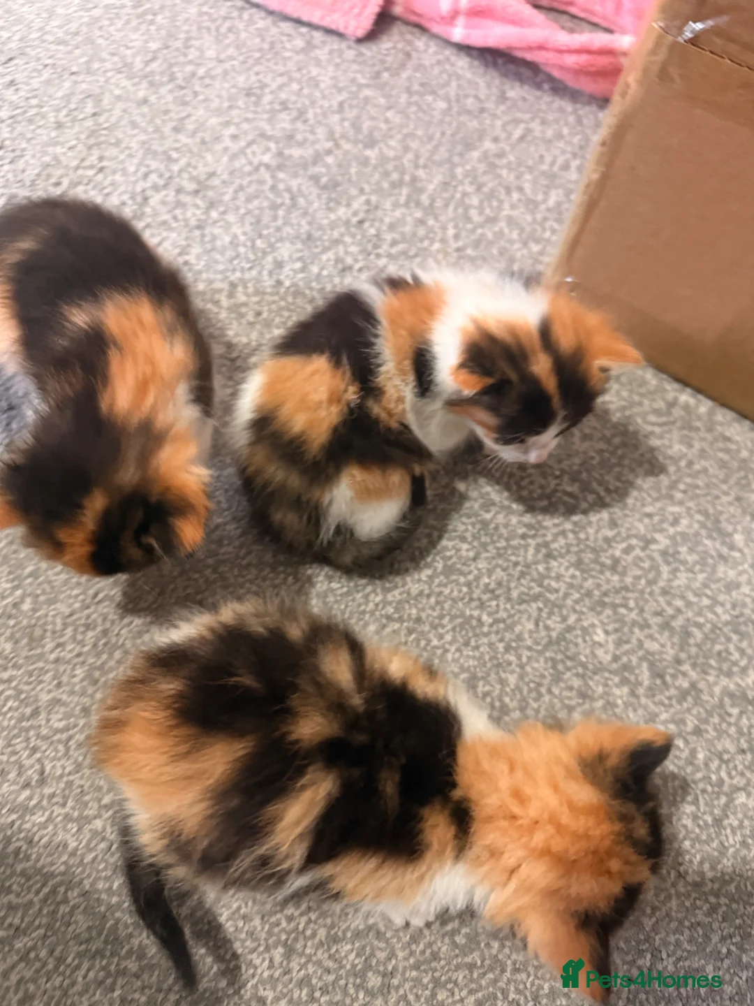 Mixed Breed cats for sale: 6 kittens for sale - Advert 2