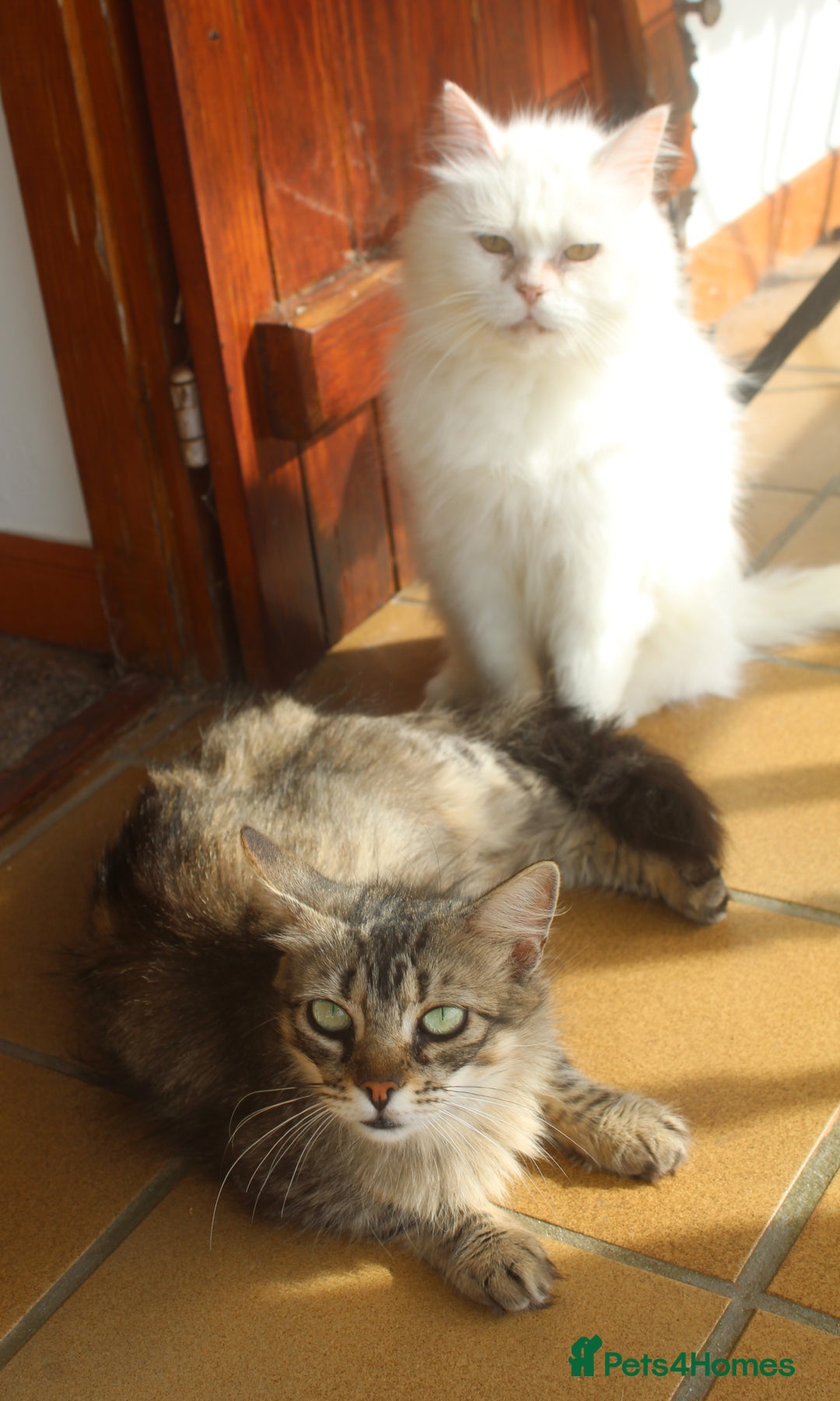 Persian cats for adoption: Agi, Persian and Carla, Persian cross, both aged 6 - Image 2