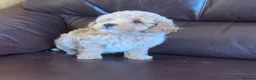 Poochon dogs for sale: Outstanding Poochon puppies  - Advert 22