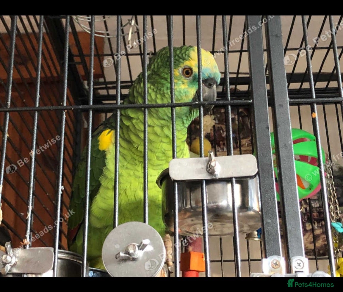 Parrots birds Stunning 4-Year-Old Blue-Fronted Amazon  - Advert 3
